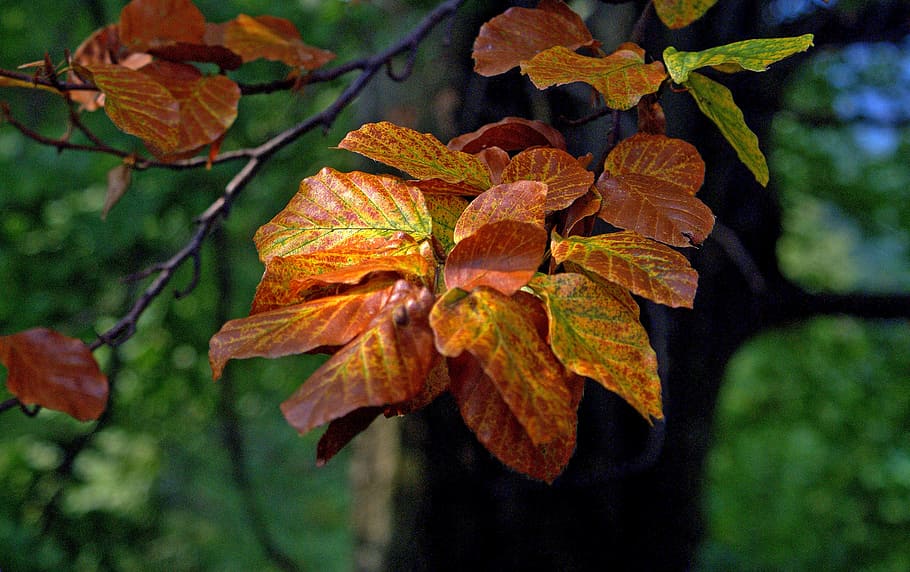 foliage, beech leaves, tree, closeup, plant, green, nature HD wallpaper