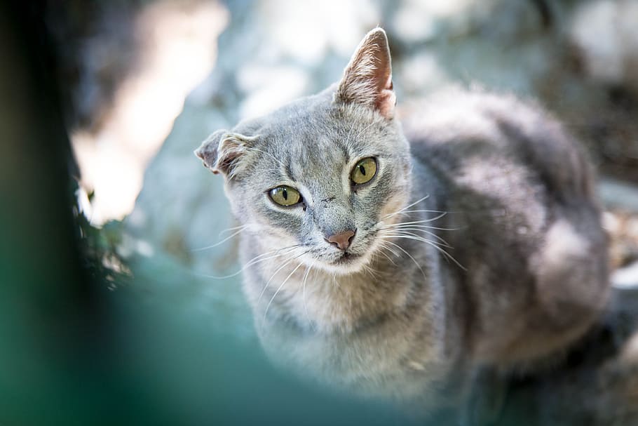 close-up photo of grey cat, alley cat, strays, pet, animal portrait, HD wallpaper
