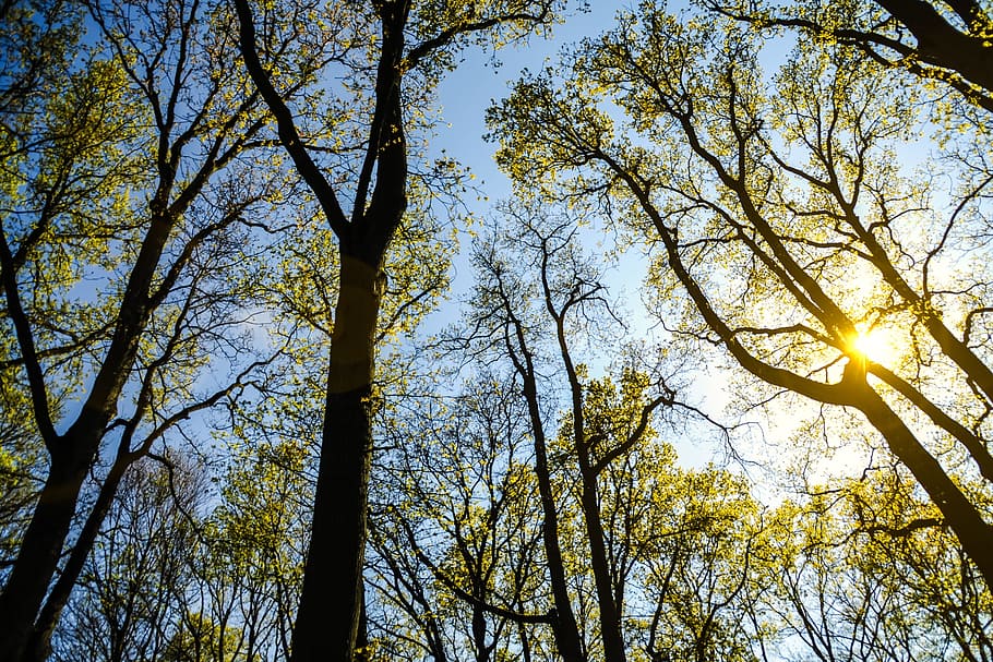 branches, forest, nature, sun, sunny, trees, plant, low angle view HD wallpaper