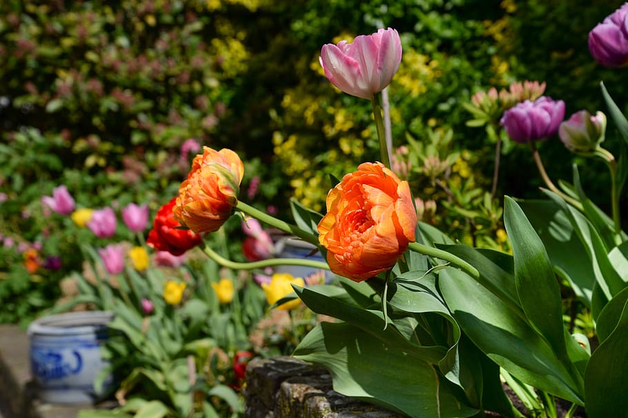 peony, rose, flower, nature, flora, leaf, garden, flowering plant HD wallpaper