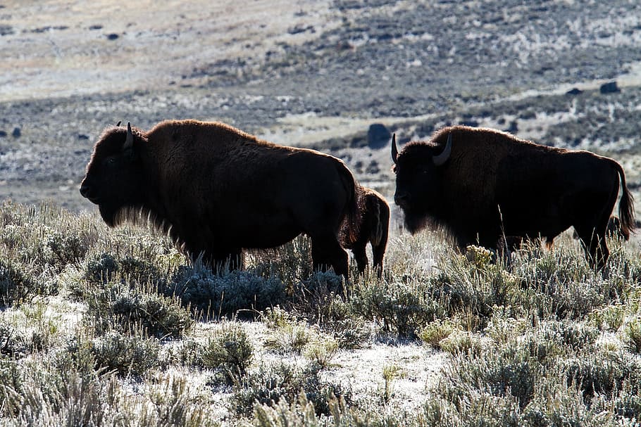 yellowstone national park, wyoming, usa, bison, american bison, HD wallpaper