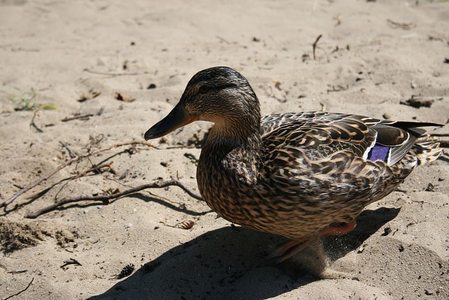 beach, duck, nature, bird, animal themes, vertebrate, one animal HD wallpaper
