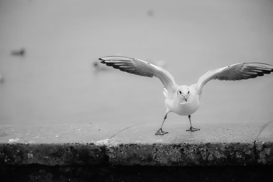 seagull, flight, bird, beach, switzerland, lake, white, winter HD wallpaper