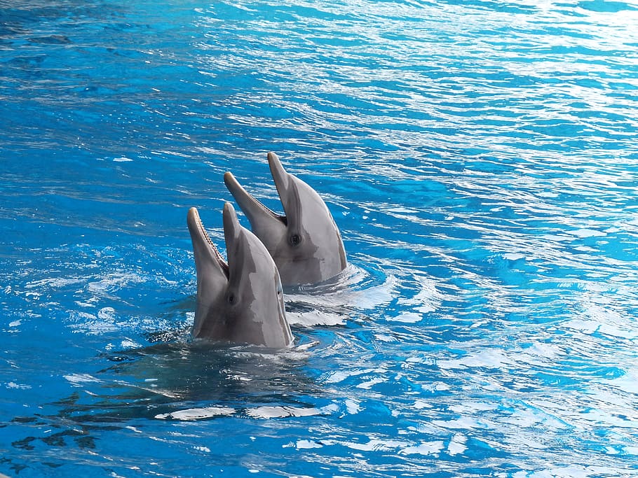 two grey dolphins in body of water, cetacean, marine mammal, dolphin basin, HD wallpaper