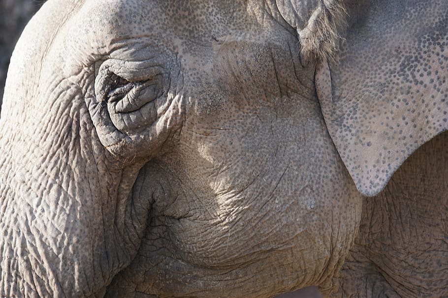 elephant, leittier, zoo, animal themes, one animal, animals in the wild HD wallpaper