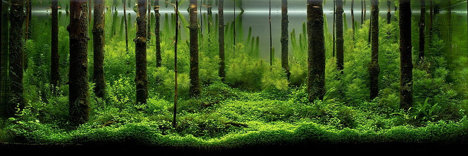 aquarius, fish, fishkeeping, image, the bottom screen, green color HD wallpaper