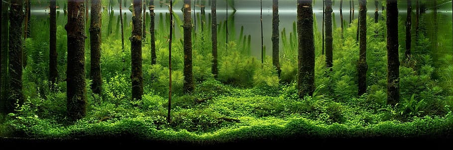 aquarius, fish, fishkeeping, image, the bottom screen, green color HD wallpaper