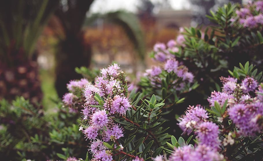 purple flowers, branches, brown, green, leaves, pink, spring HD wallpaper