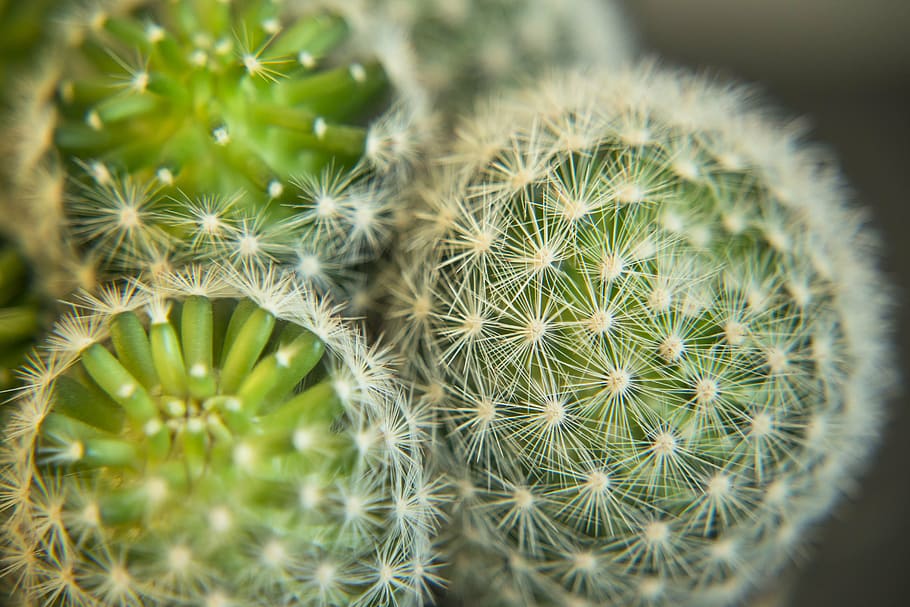 cactus, plant, macro, green, nature, succulent, cacti, botanical HD wallpaper