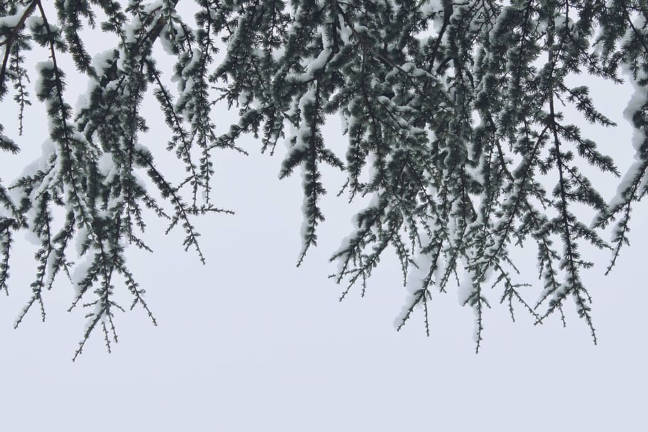 green trees, branches, snow, winter, nature, cold, white, snowy HD wallpaper