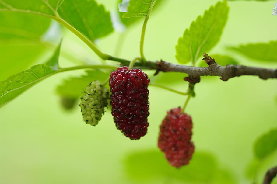 Mulberry, Tree, Nature, green color, fruit, growth, focus on foreground HD wallpaper