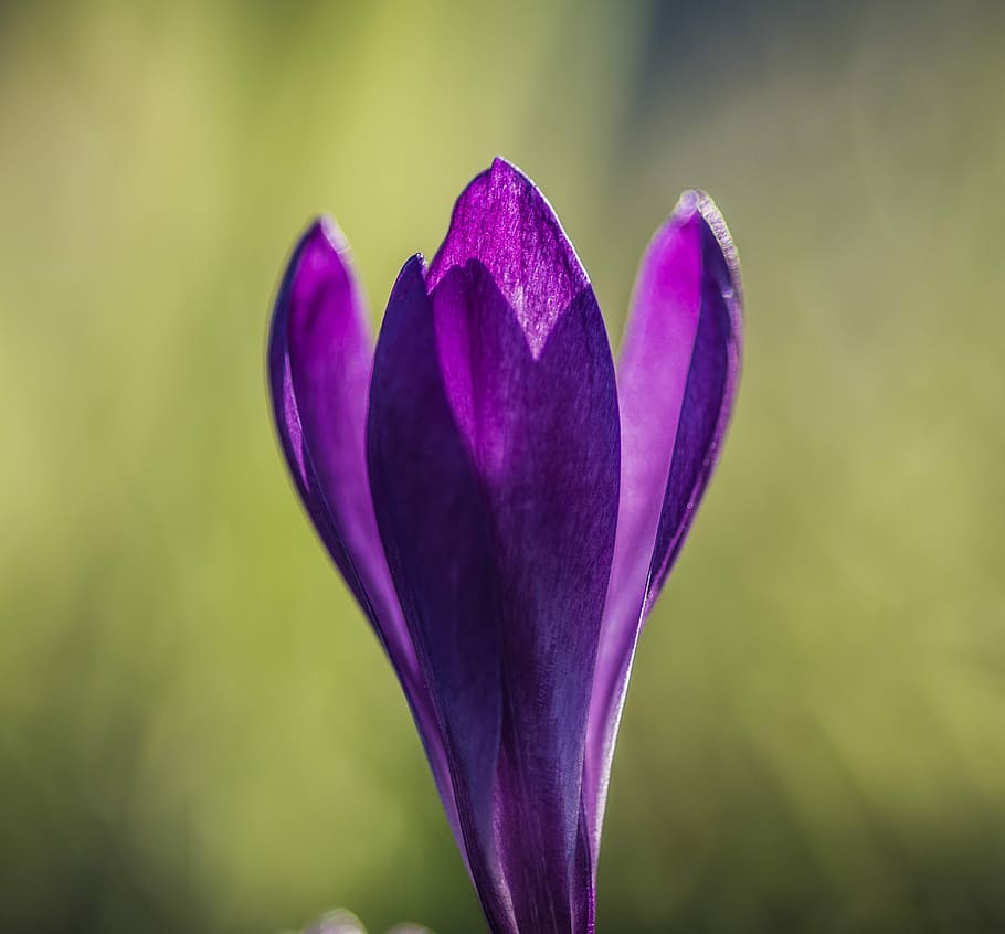 krokus, flower, spring, violet, nature, plant, crocus, purple HD wallpaper
