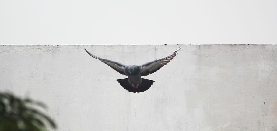 gray bird flying near gray concrete wall, black and white pigeon flying near the wall HD wallpaper