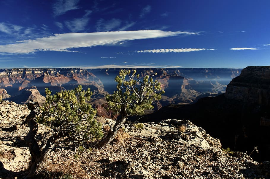 high angle photo of two trees on mountain cliff, landscape HD wallpaper