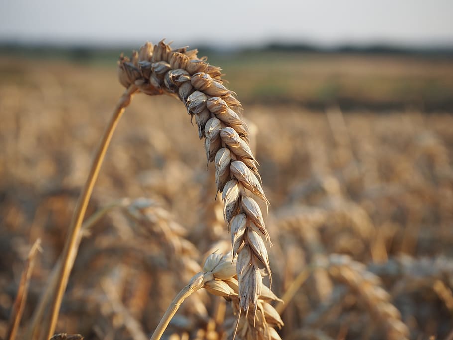 wheat, axes, mark, focus on foreground, close-up, agriculture HD wallpaper