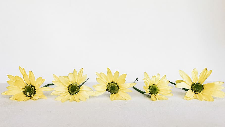 five yellow daisy flowers, white, green, flowering plant, freshness HD wallpaper
