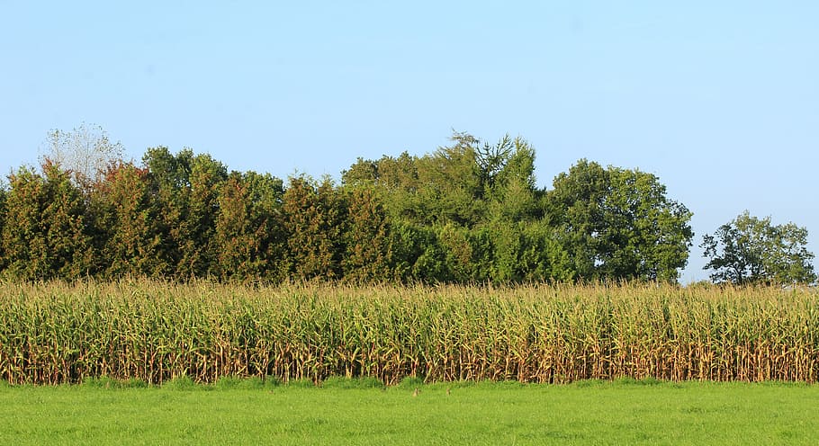 Cornfield, Landscape, Blue, Sky, Nature, meadow, autumn, green HD wallpaper