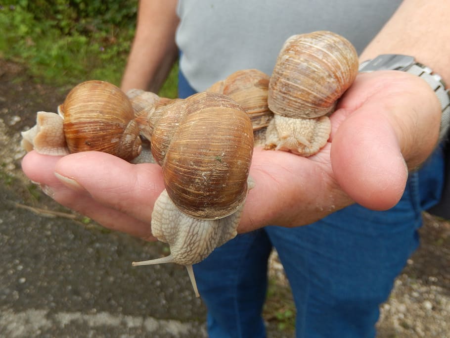 snails, nature, field, hand, animal wildlife, holding, human hand HD wallpaper