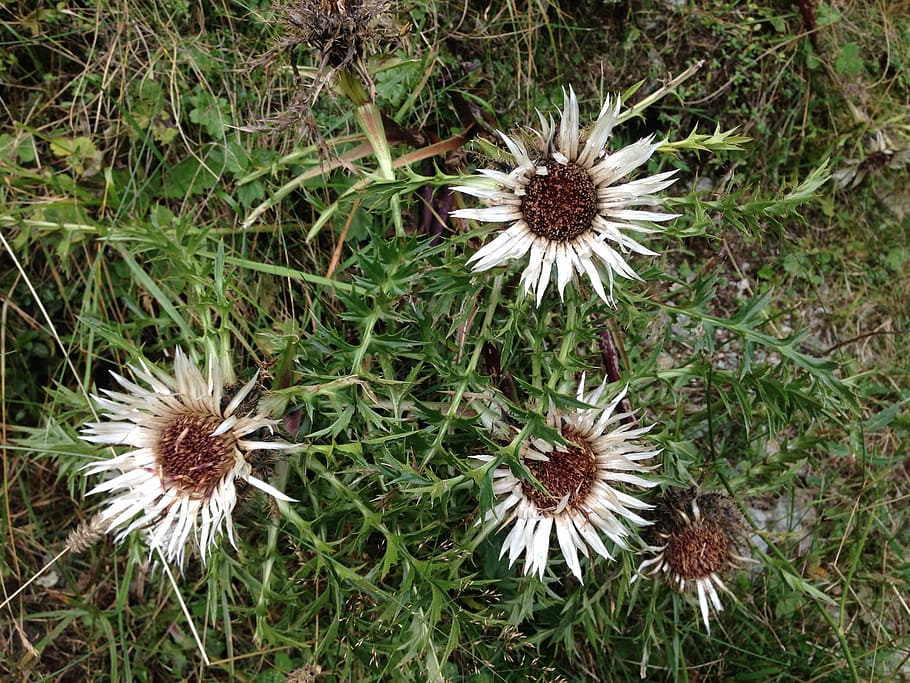 silver thistle, flower, white, spur, plant, growth, flowering plant HD wallpaper