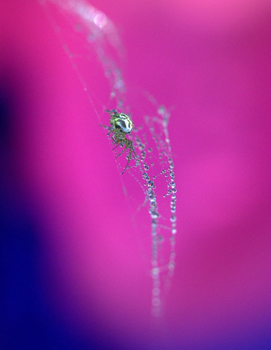 spider, spider web, drops, hooked, arachnid, dew, place, coloring HD wallpaper