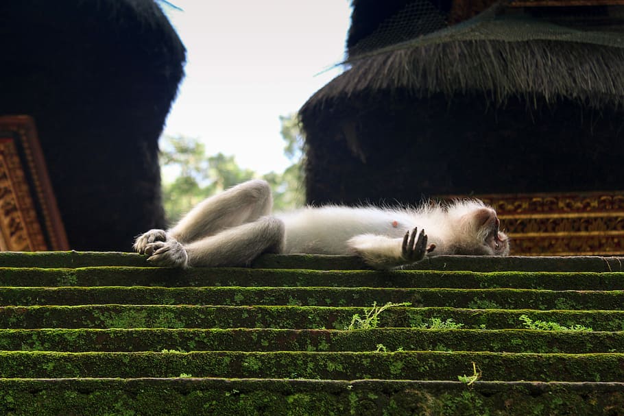 monkey lying on stair, monkey laying on stairs, steps, concrete HD wallpaper