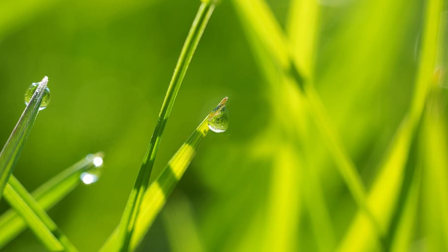 green leafed plant with water droplet, Nature, Live, green Color HD wallpaper