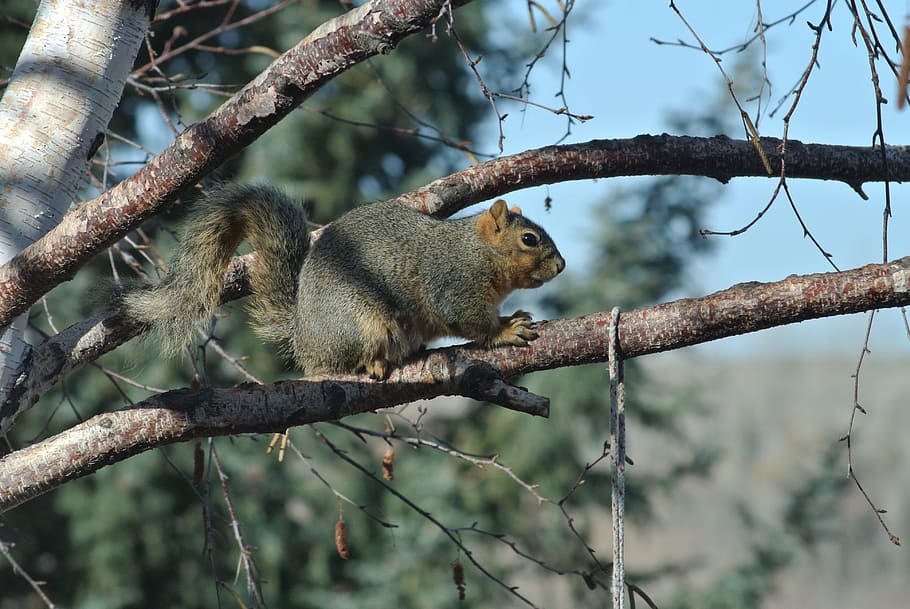 Squirrel, Cute, Animal, Wild, Wildlife, mammal, fur, rodent, HD wallpaper