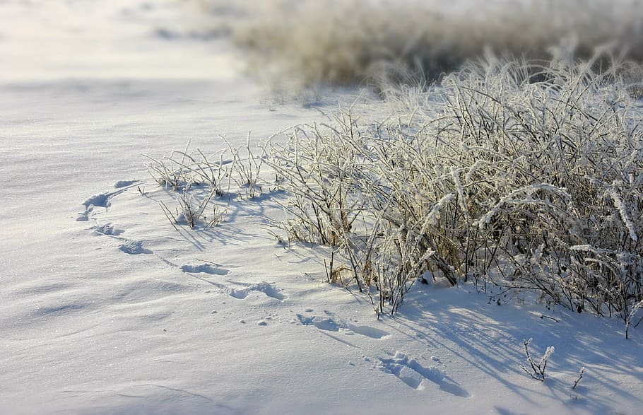 frost, traces, snow, grass, hoarfrost, winter, cold temperature HD wallpaper