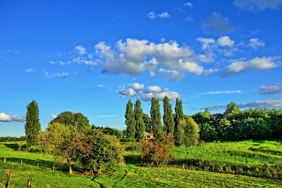 green grasses and trees outdoor, landscape, countryside, fields HD wallpaper