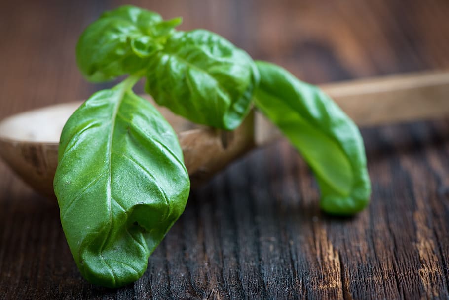 basil, green, frisch, basil leaf, healthy, eat, food, herbs HD wallpaper