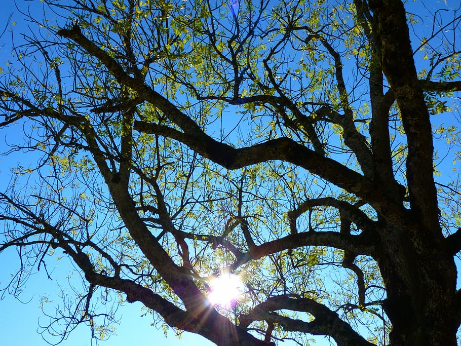 tree, aesthetic, branches, back light, sun, pasture, nature HD wallpaper