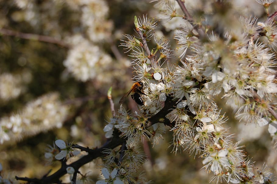 flowers, white, nature, spring, summer, bee, insect, plant HD wallpaper