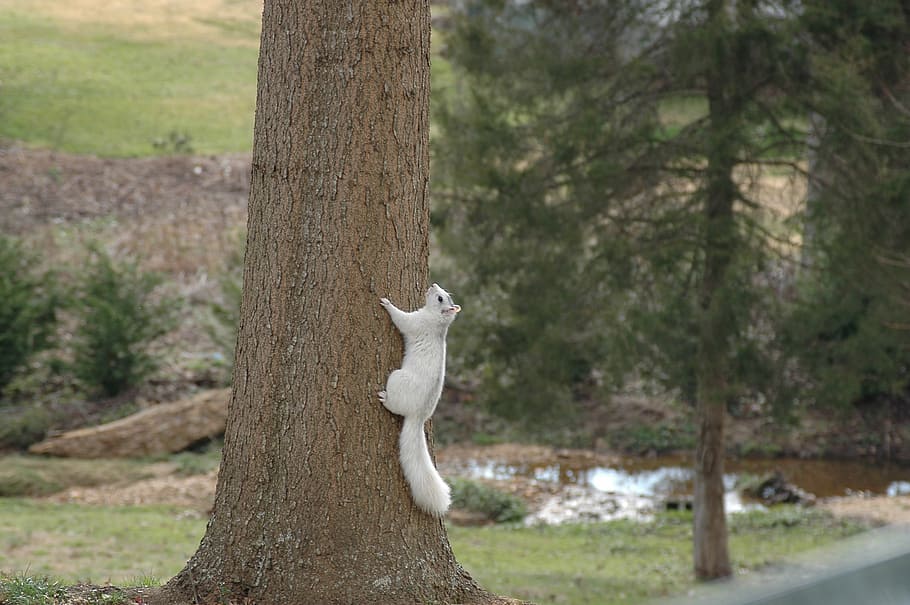 squirrel, white, rodent, climbing, tree, outdoors, animal, mammal HD wallpaper