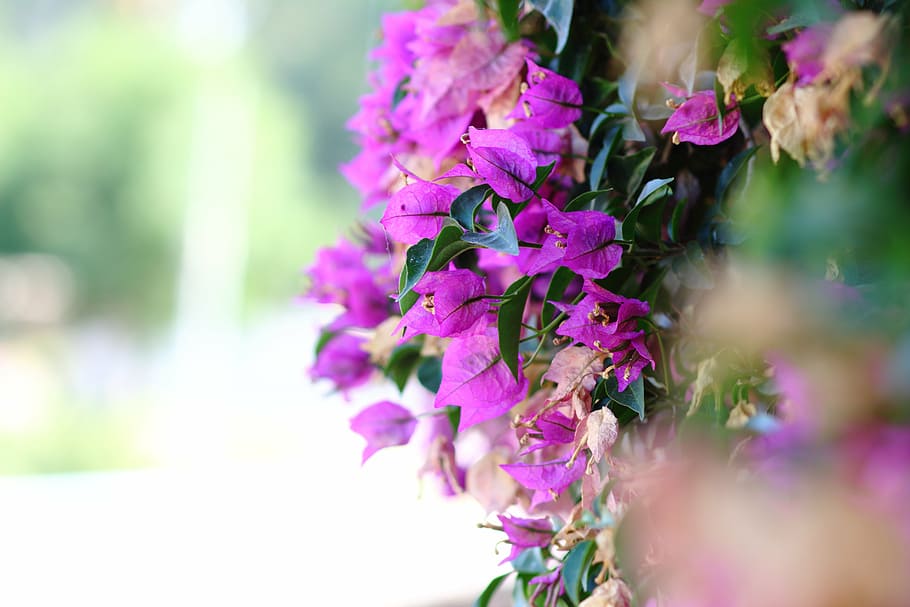 close-up photo of purple bougainvillea flower, pink, violet HD wallpaper
