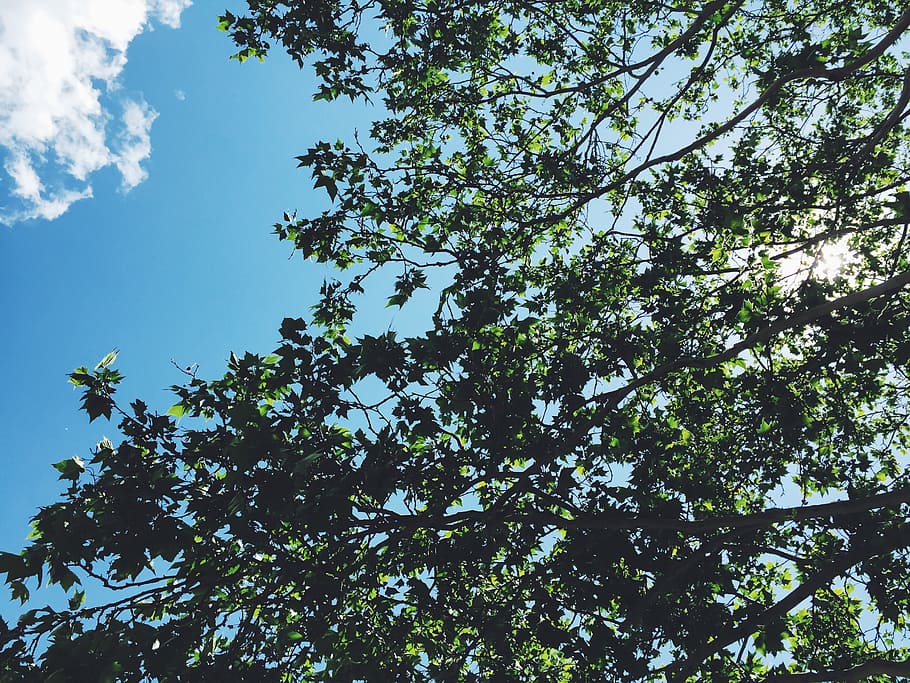 trees, branches, leaves, blue, sky, sunlight, sunny, summer HD wallpaper