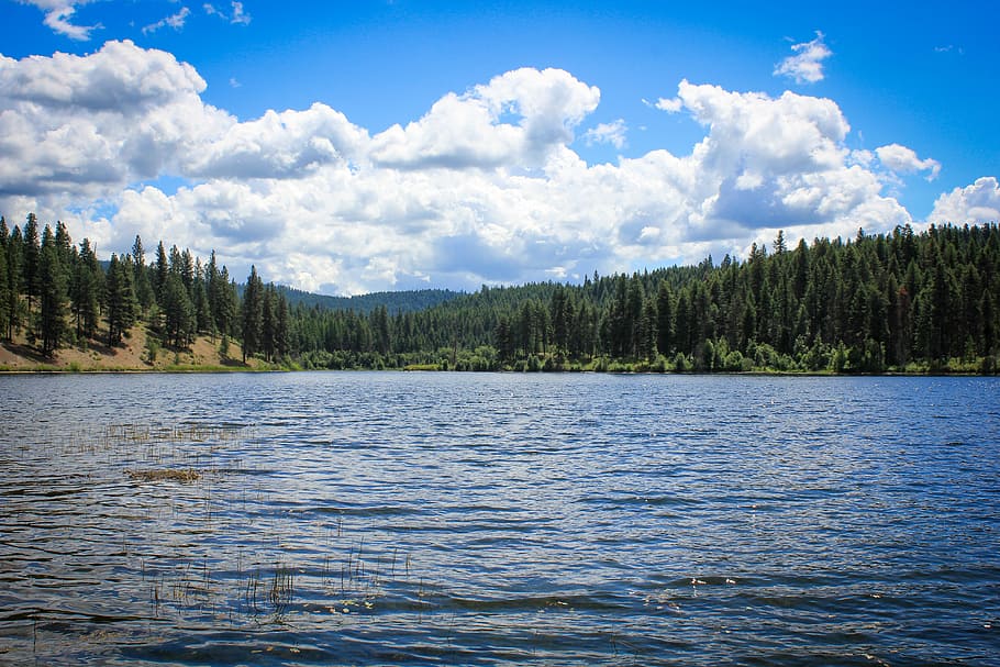 lake, view, pine trees, clouds, nature, water, landscape, sky HD wallpaper