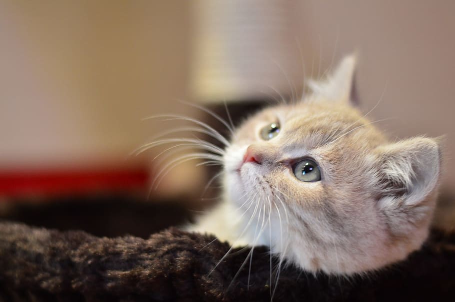 Cat, Cute, Kitty, Pets, domestic Cat, animal, domestic Animals HD wallpaper