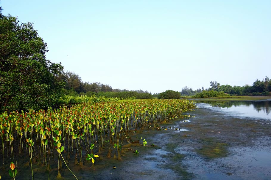 mangrove species, seedlings, plantation, creek, tidal forest, HD wallpaper