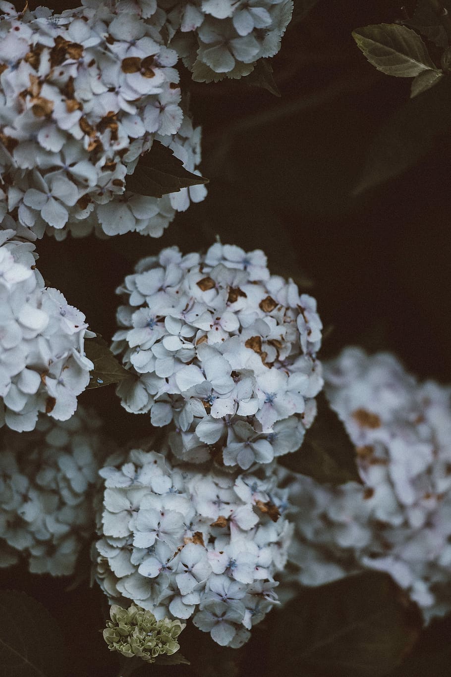 white flowers, plant, beauty in nature, growth, fragility, vulnerability HD wallpaper