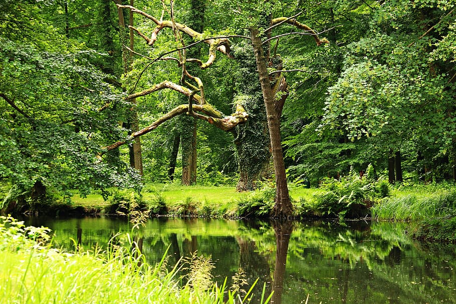 Forest, Pond, Lake, Waldsee, Waters, trees, bank, nature, reflection HD wallpaper