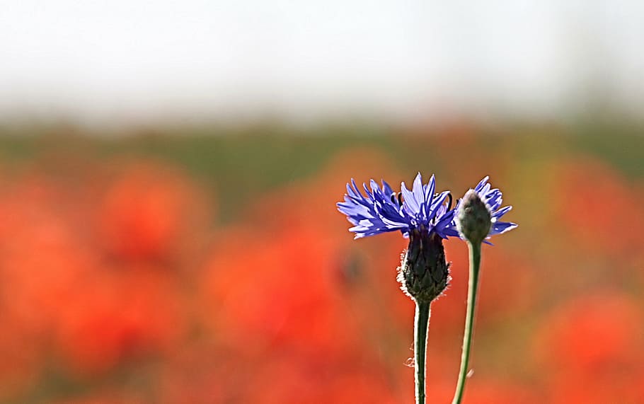 cornflower, bud, blue, out of focus, stalk, plant, centaurea, HD wallpaper