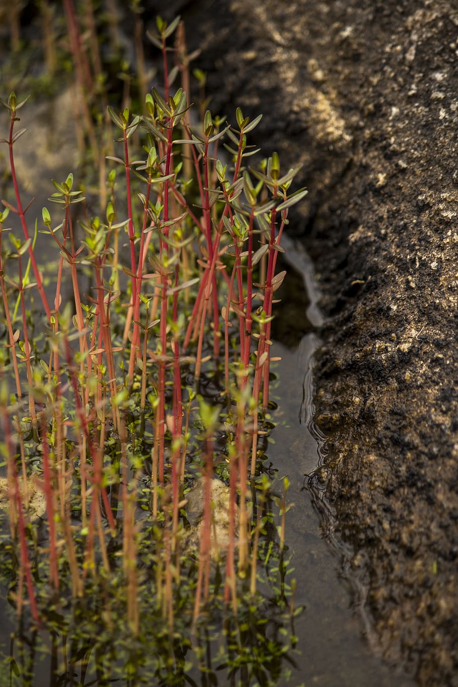 mountain top, rain water, pound, plant, nature, day, no people HD wallpaper