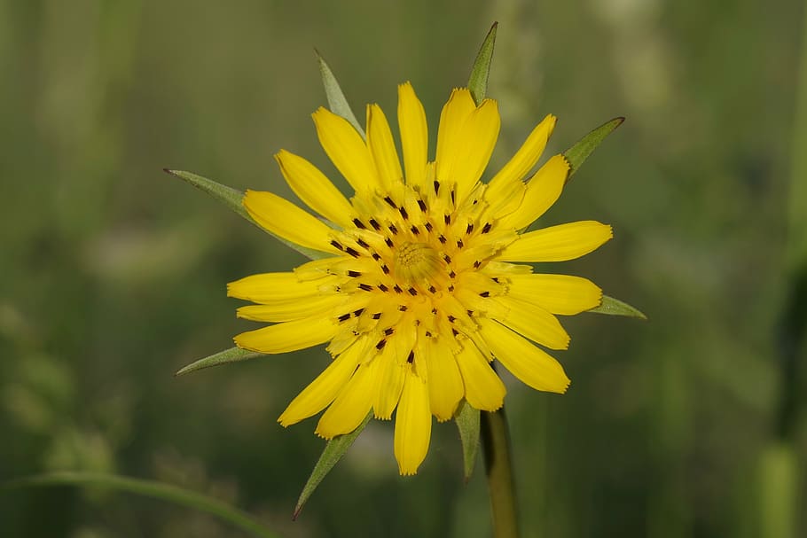 flower, yellow, the petals, sharp, single, green, grass, meadow HD wallpaper