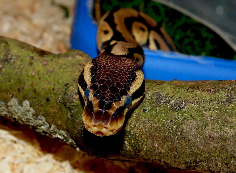 snake, python, mojave, terarium, close, animal themes, one animal HD wallpaper