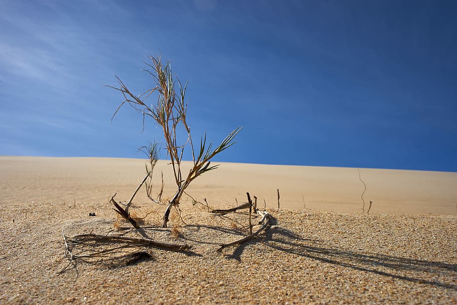 Hd Wallpaper Dried Tree In The Middle Of Desert Green Plant In Desert