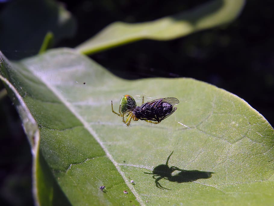 spider, prey, fly, close, spider with prey, macro, caught, dorsata HD wallpaper