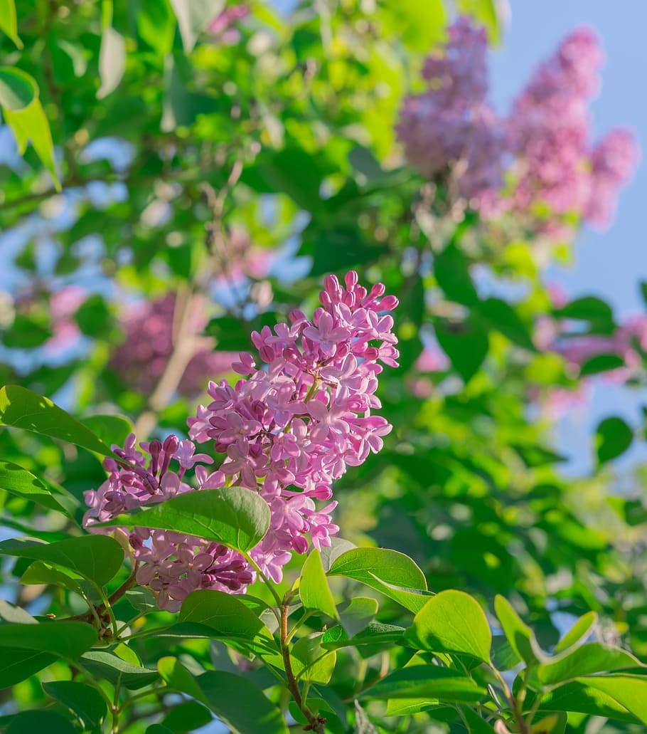 lilac, flowers, spring, petals, purple, plant, nature, bloom HD wallpaper