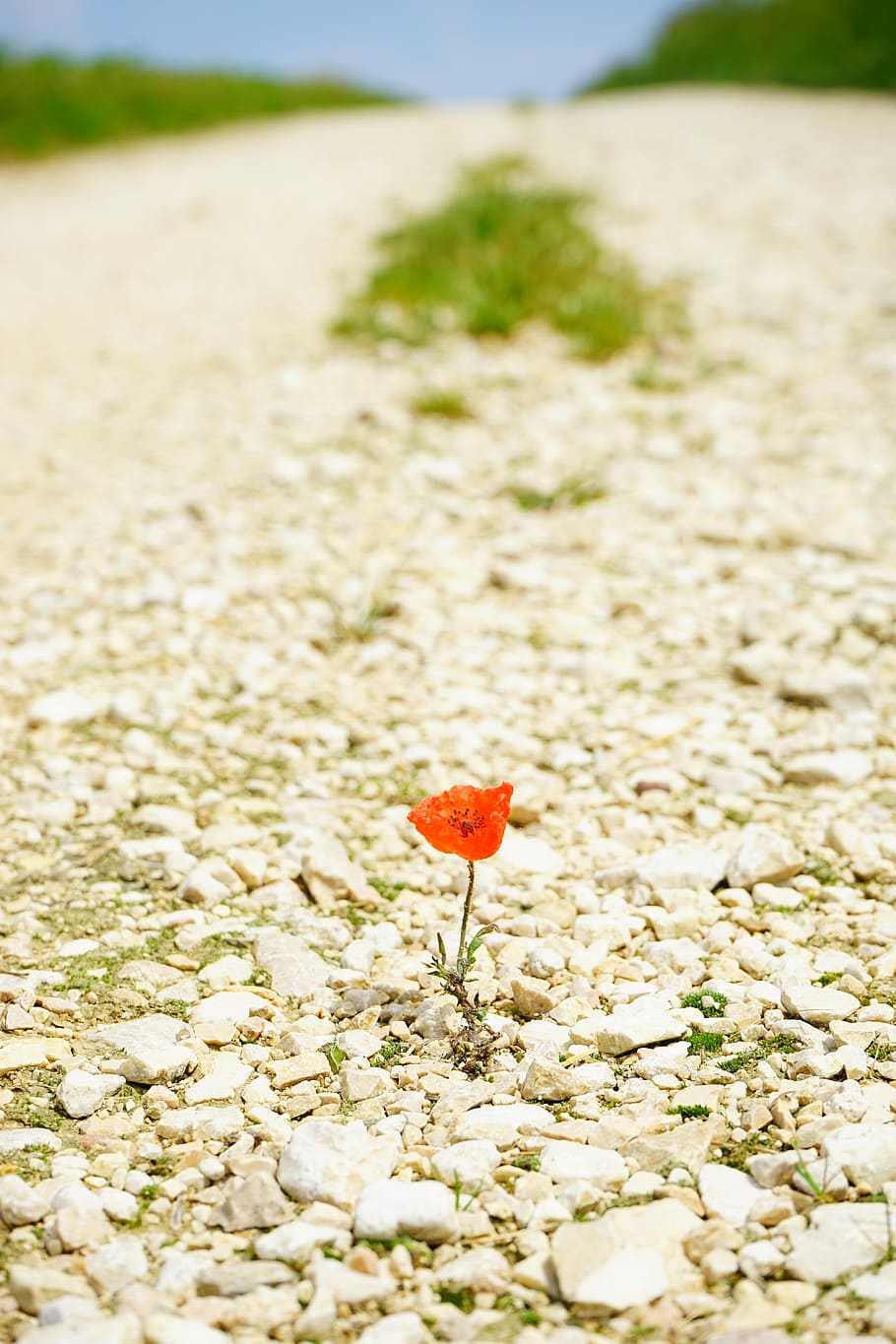 away, target, endless, wide, poppy, flower, blossom, bloom HD wallpaper