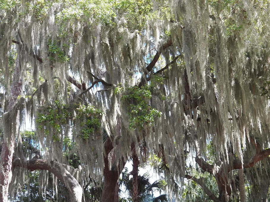 moss, cover, trees, forest, green, landscape, florida, lichen HD wallpaper