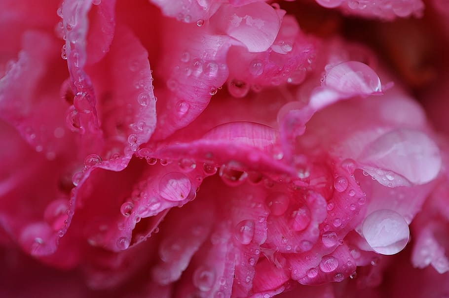 peony, rain, drip, raindrop, nature, macro, beaded, drop of water HD wallpaper